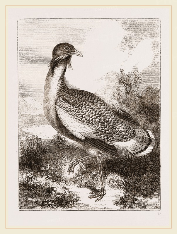 Great Bustard