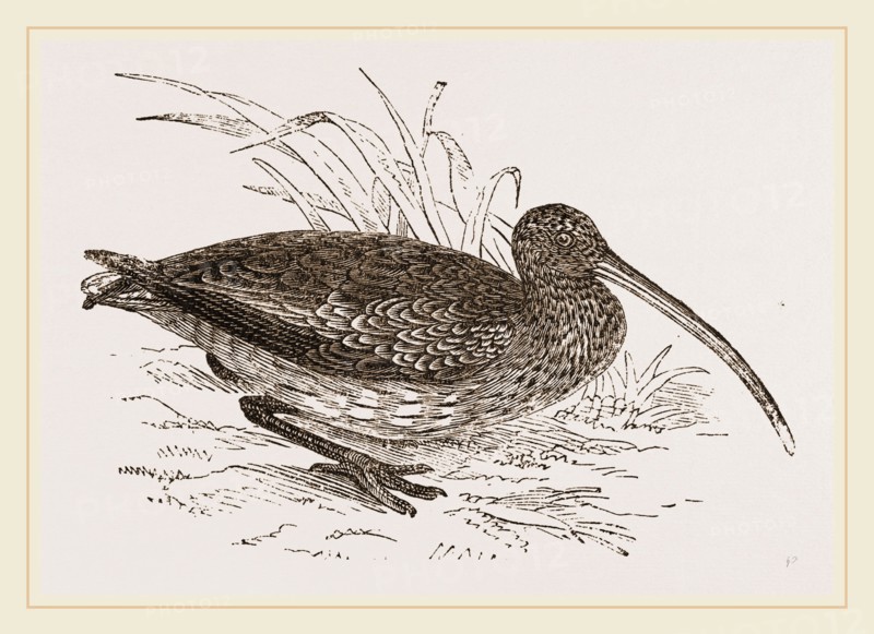 Curlew
