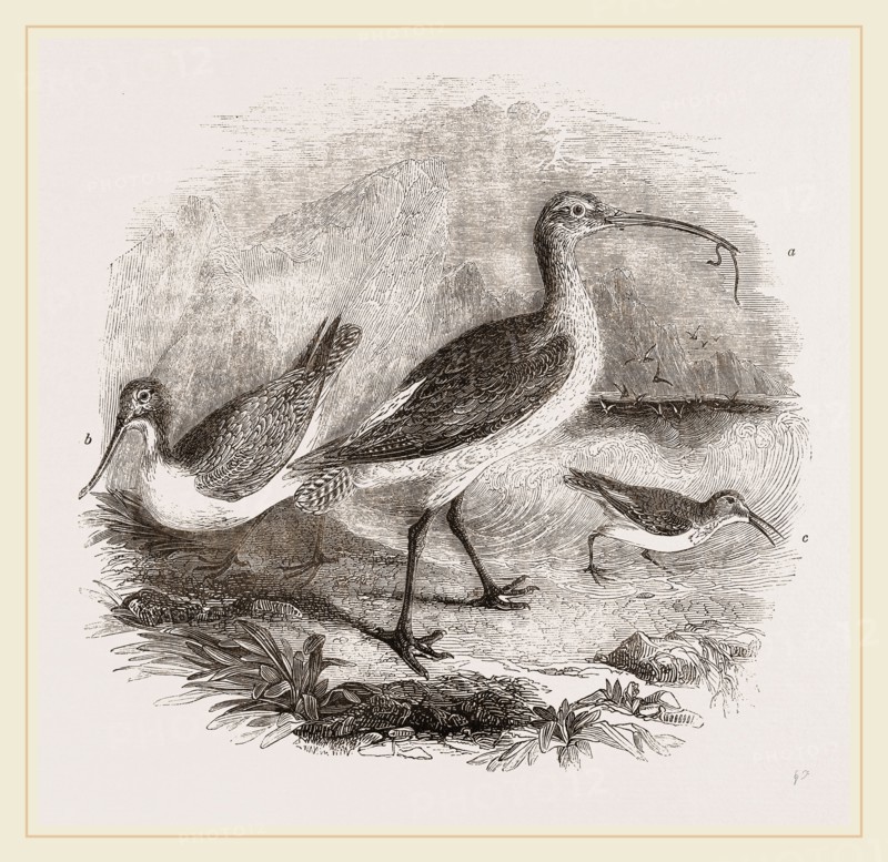 Group of Scolopacidae