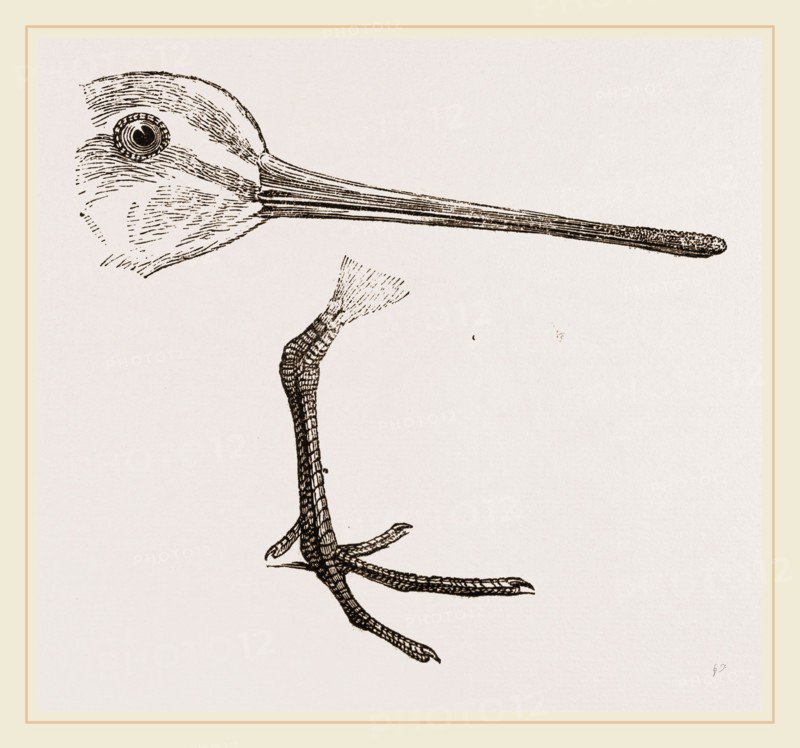Hed and Leg of Snipe