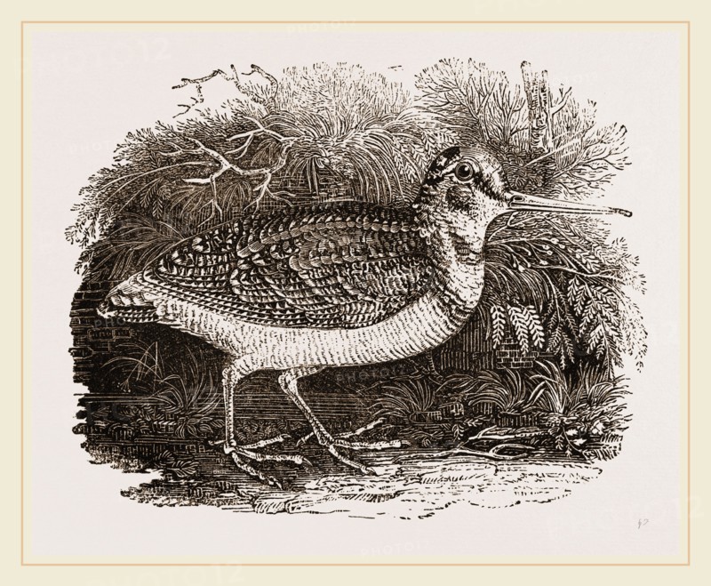 Woodcock