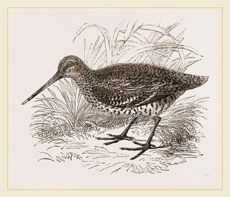 Solitary or Great Snipe