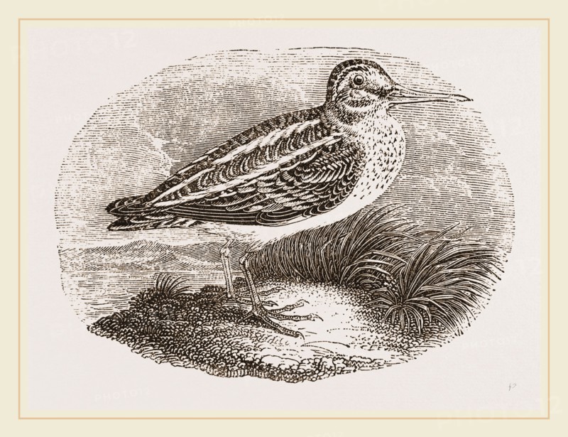 Jack Snipe