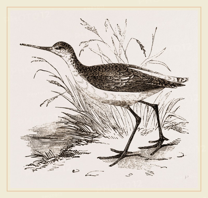 Marsh Sandpiper