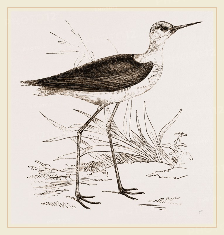 Black-winged Stilt Plover