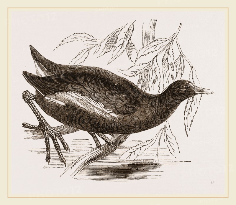 Moorhen