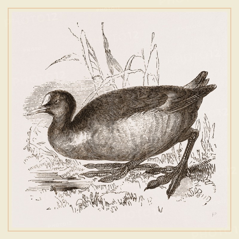 Coot