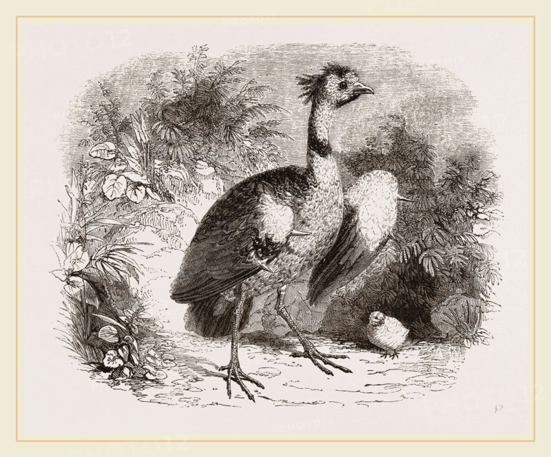 Crested Screamer and Young