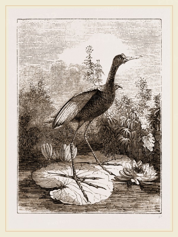 Common Jacana