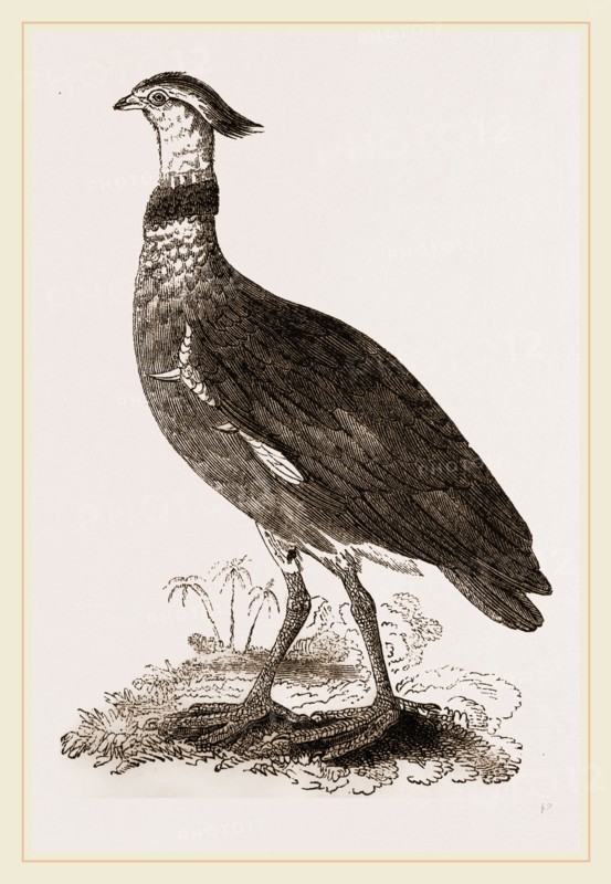 Crested Screamer