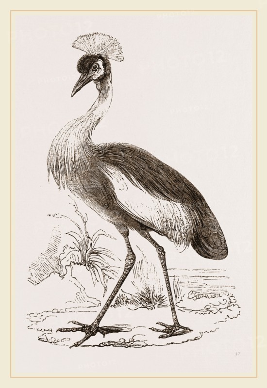 Crowned Crane