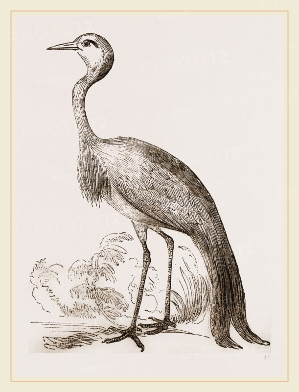 Stanley Crane
