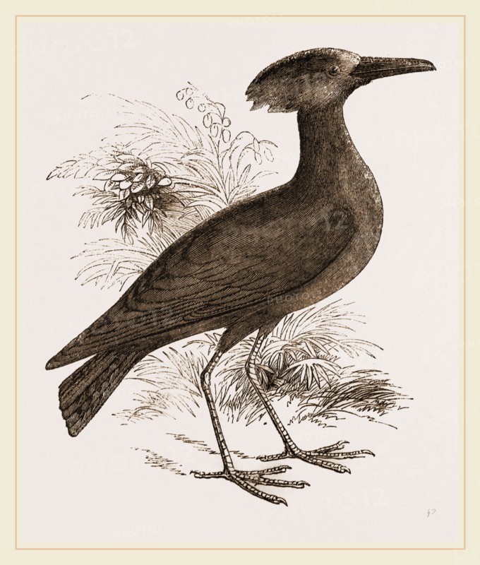 Tufted Umber