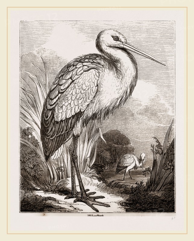 Stork