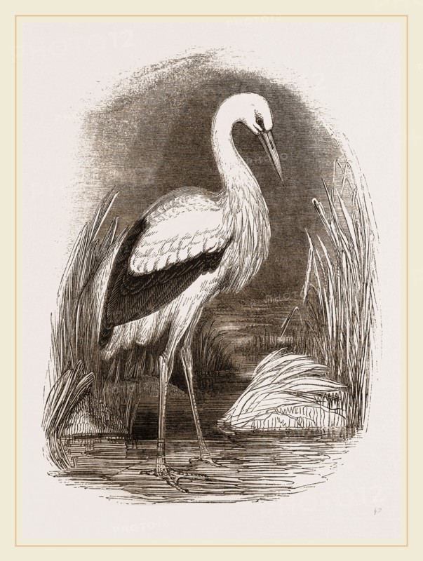 Stork