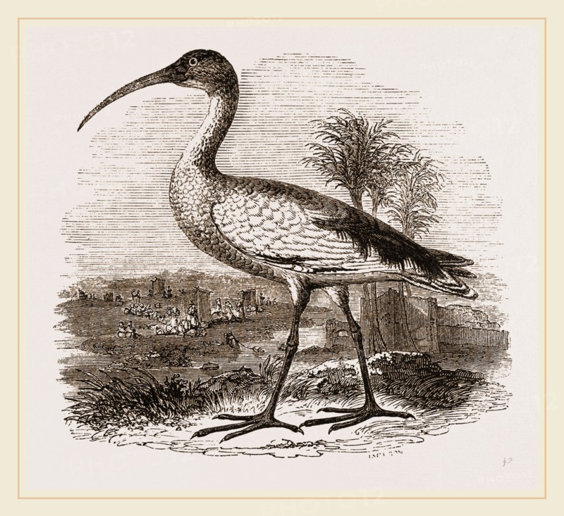 Sacred Ibis