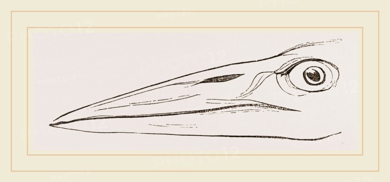 Bill of Marabou