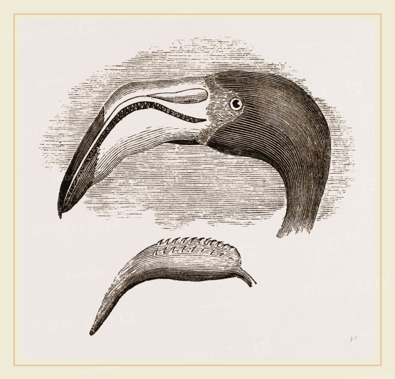 Head and Tongue of Flamingo