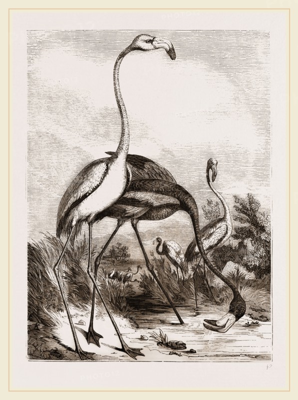 Flamingoes