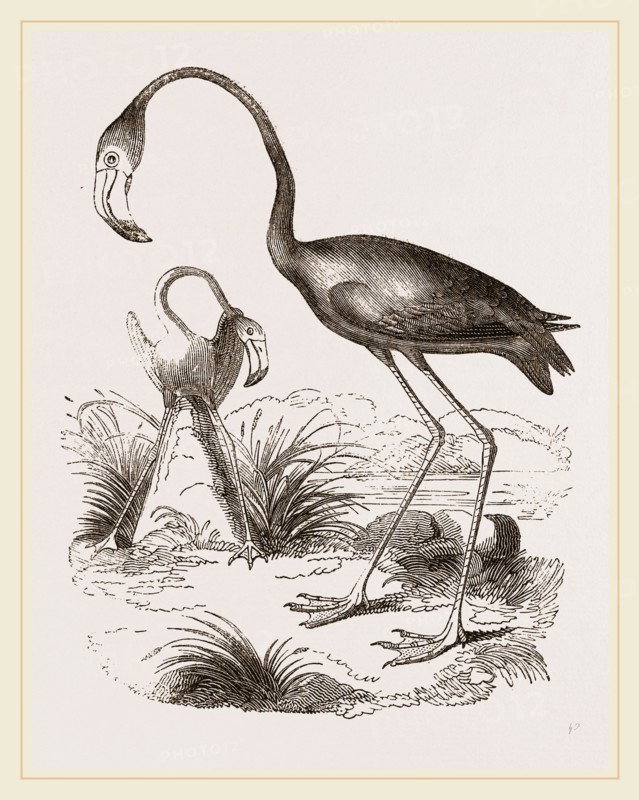 Flamingoes and Nest