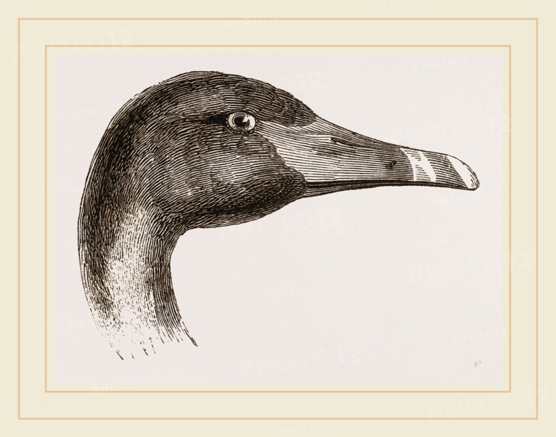 Head of Black Swan