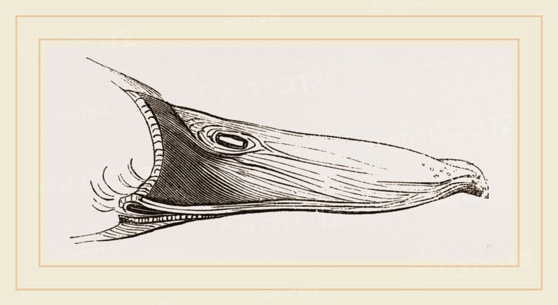 Bill of Mallard