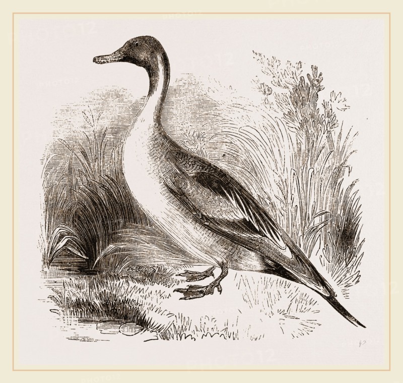 Pintailed Duck