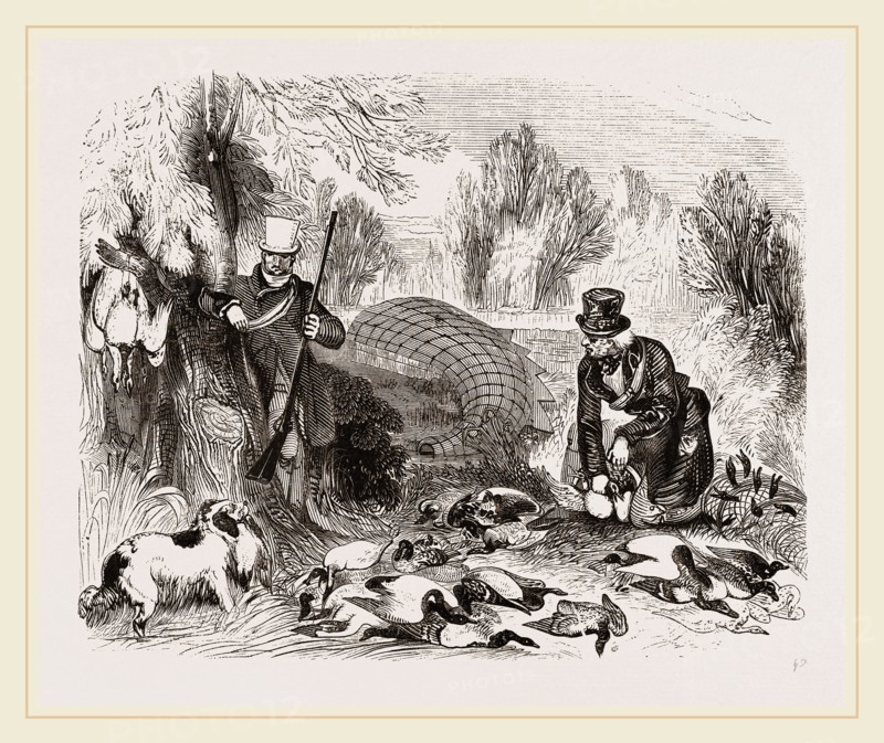 Wild Duck Decoy Lincolnshire UK