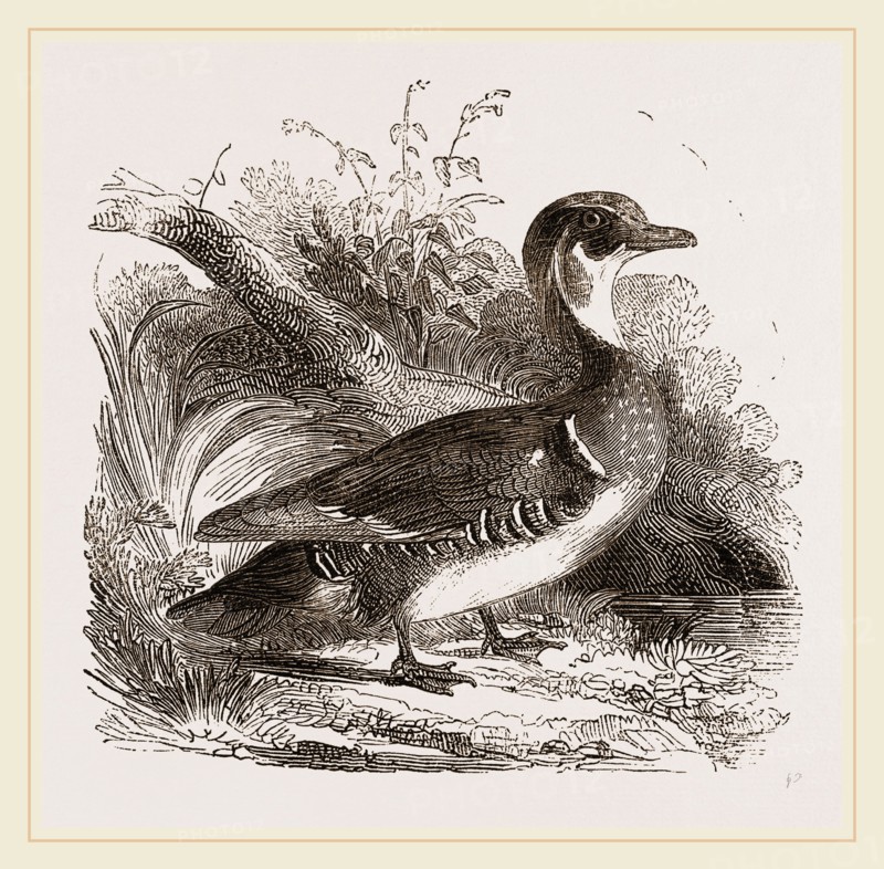Summer Duck