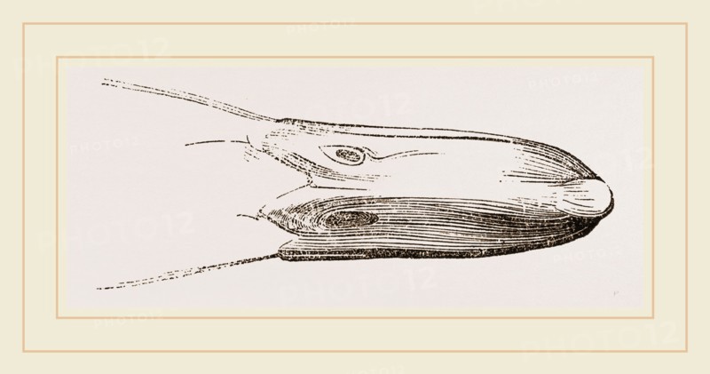 Bill of Widgeon