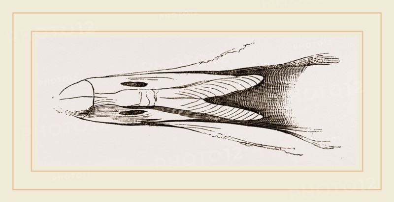 Bill of Eider-Duck