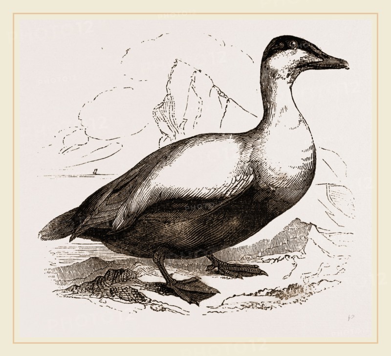 Male Eider-Duck