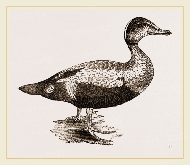 Eider-Duck