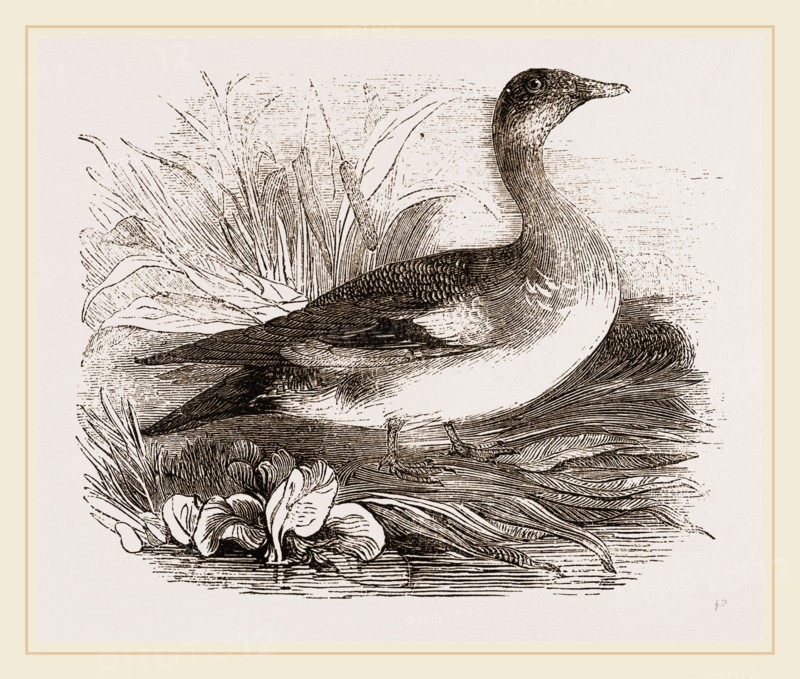 Americau Widgeon