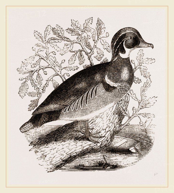 Summer Duck