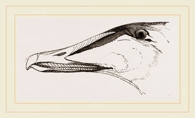 Bill of Eider-Duck