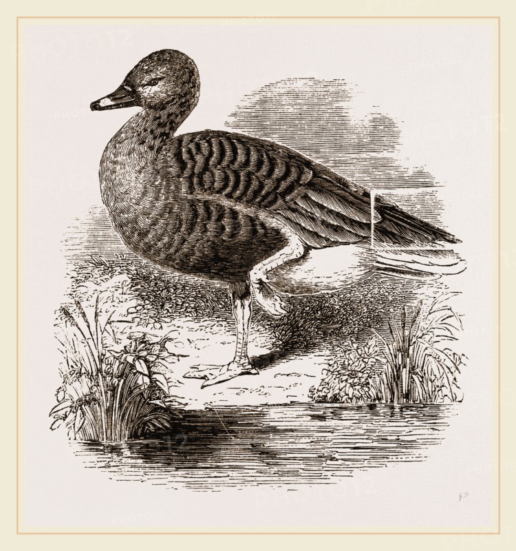 Beau Goose