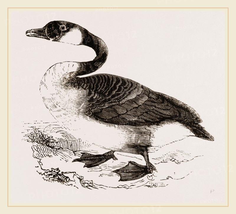 Canada Goose