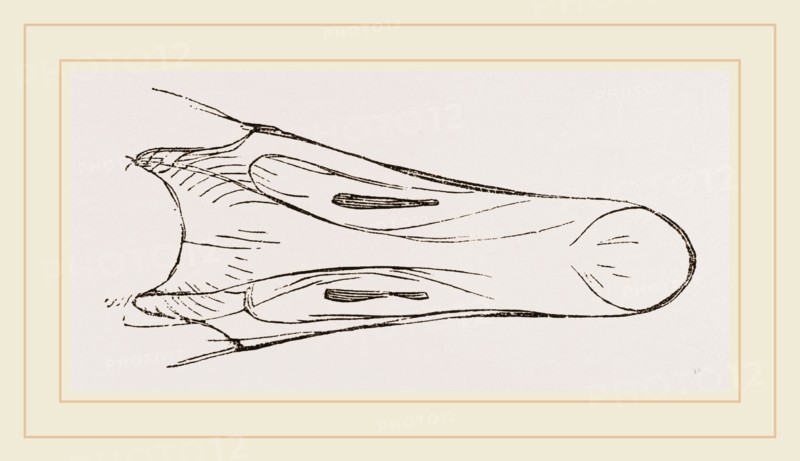 Bill of Snow Goose