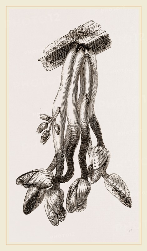 The Bernicle