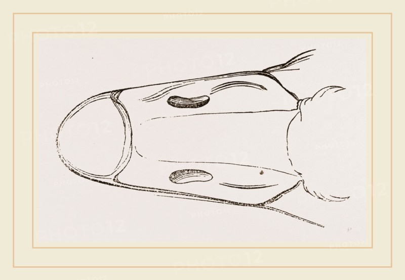 Bill of Cereopsis Goose