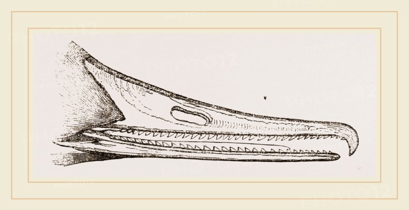 Bill of Merganser