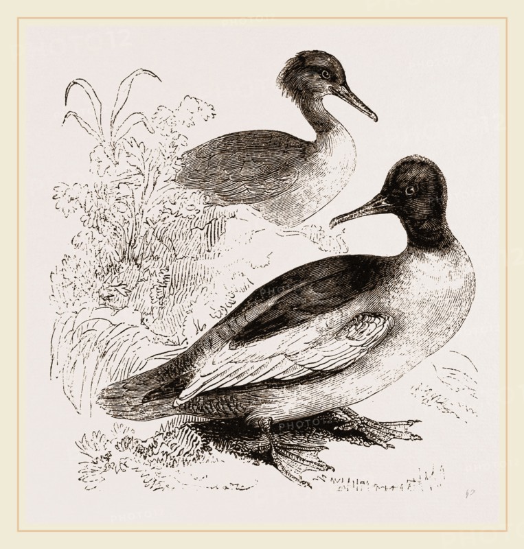 Goosanders