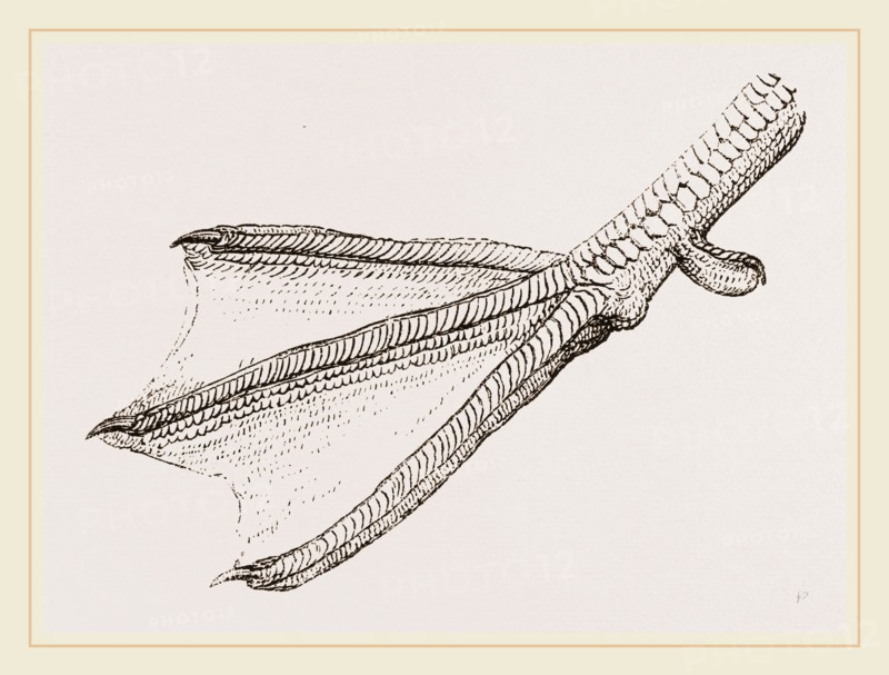Foot of Merganser