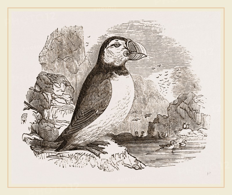 Puffin