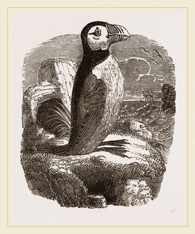 Puffin