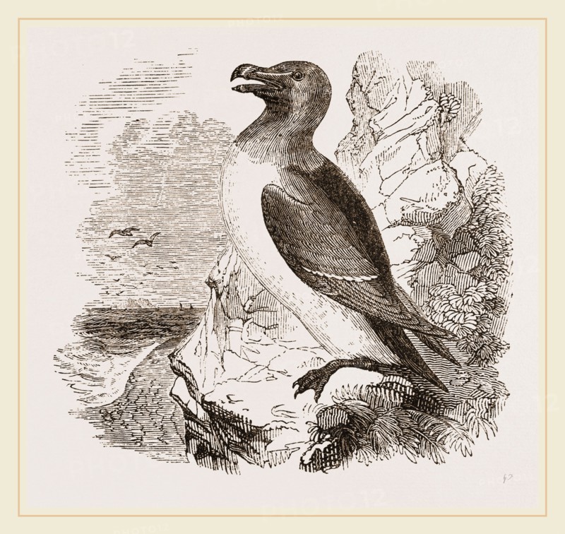Razor-bill