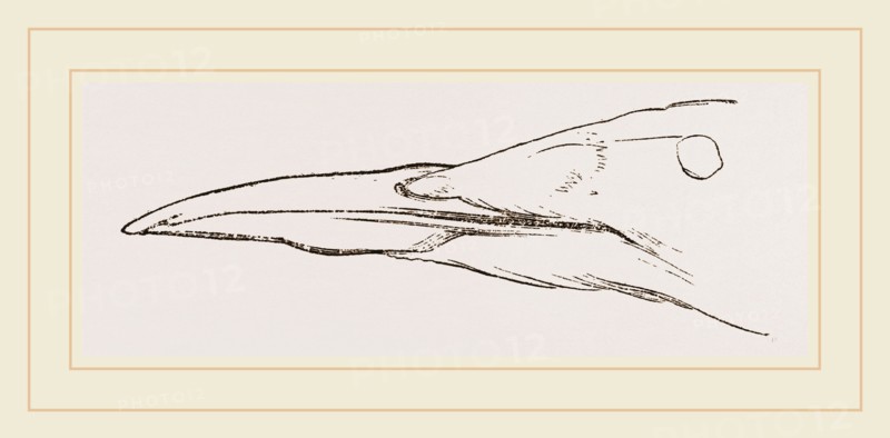 Bill of Guillemot