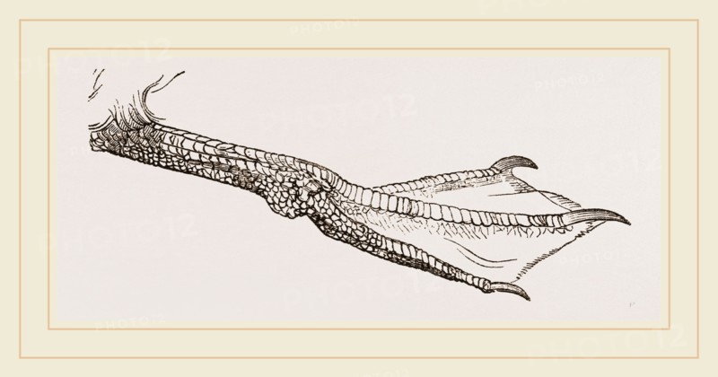 Foot of Guillemot
