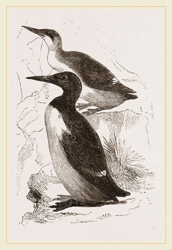 Foolish Guillemots